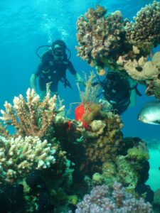Two scuba divers exploring coral underwater on a dive holiday